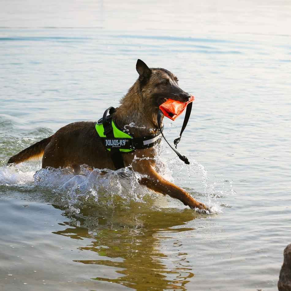 JULIUS K9 IDC Power Green Neon Harness