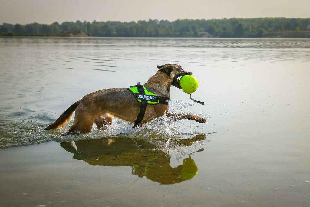JULIUS K9 IDC Power Green Neon Harness