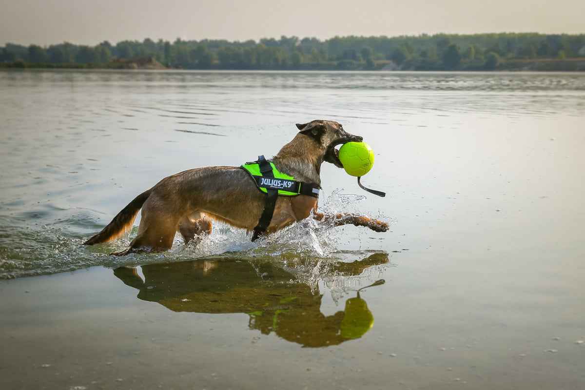 JULIUS K9 IDC Power Green Neon Harness